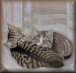 Mitzi and Sophie